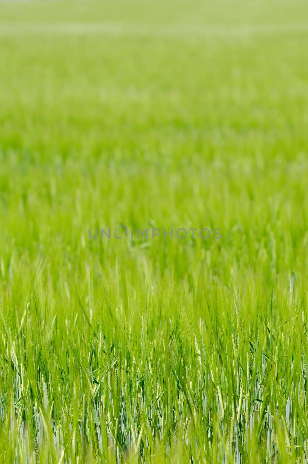 Green corn field. 