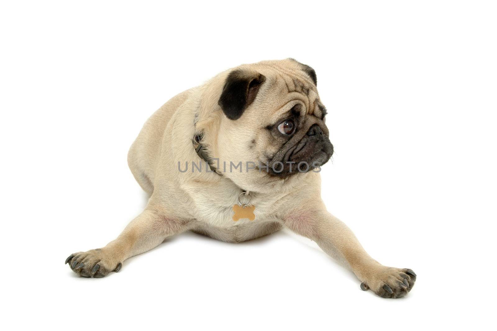 Pug resting on white background