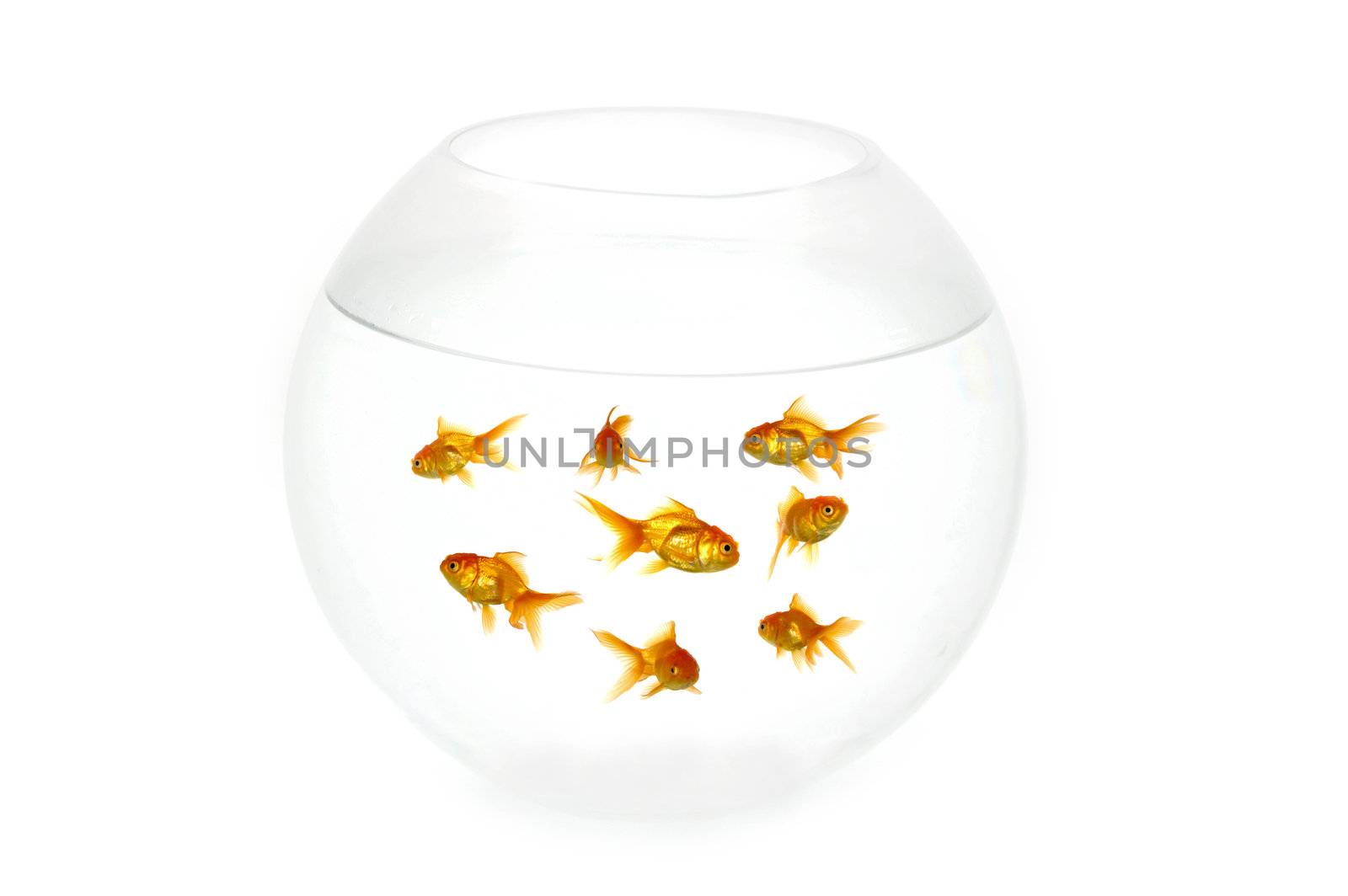 Many gold fish in a fish bowl. On clean white background