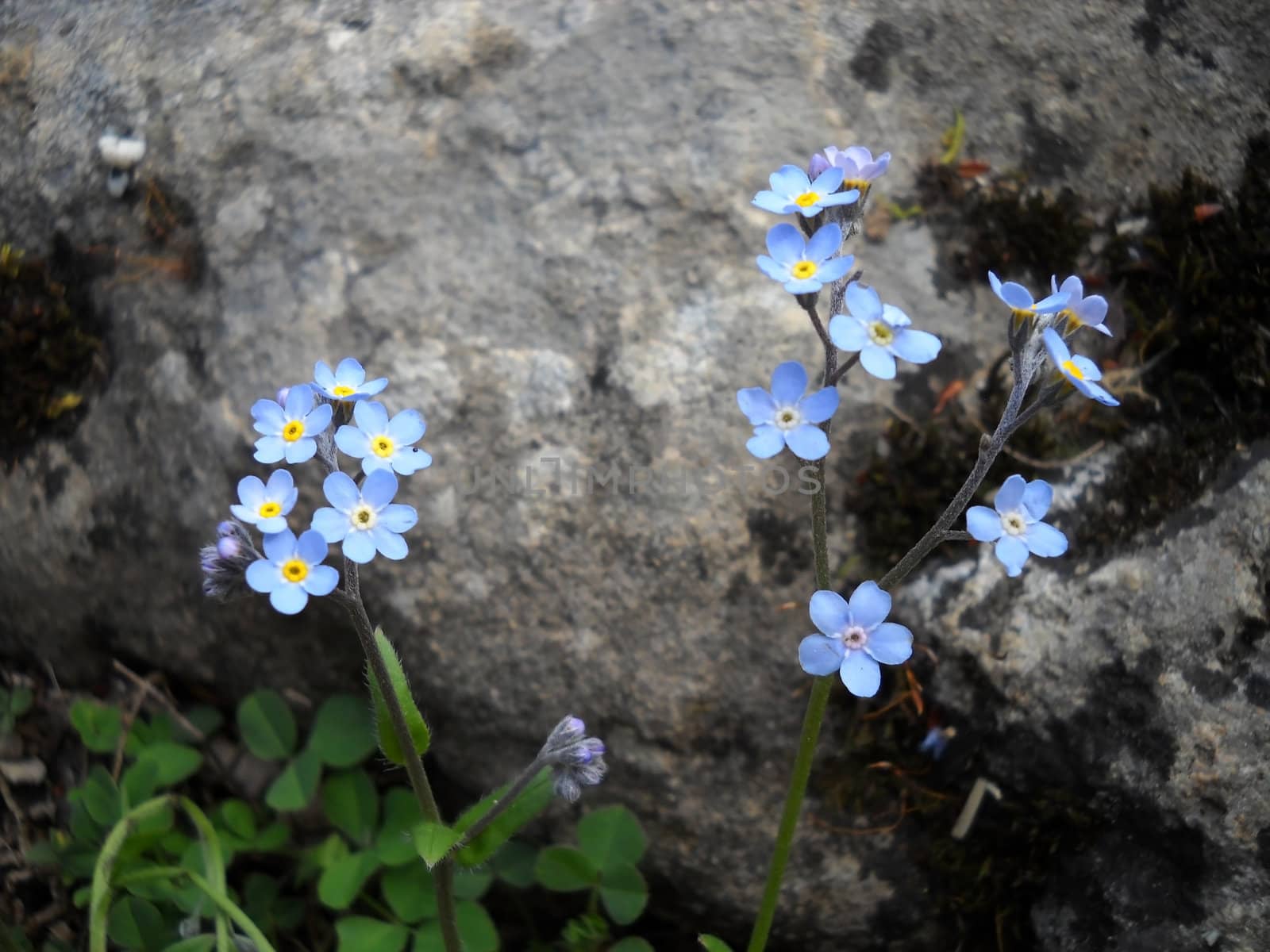 Flower; a plant; spring; flowering; a wood; macroshooting; flora; leaves; vegetation; beauty; a background        