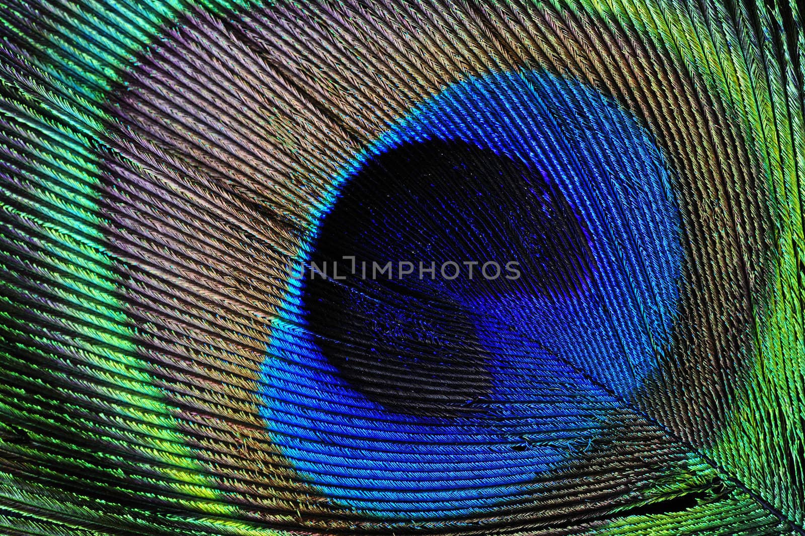 Macrophotograph of a peacock's feather. Diagonal composition, can be used in any orientation.