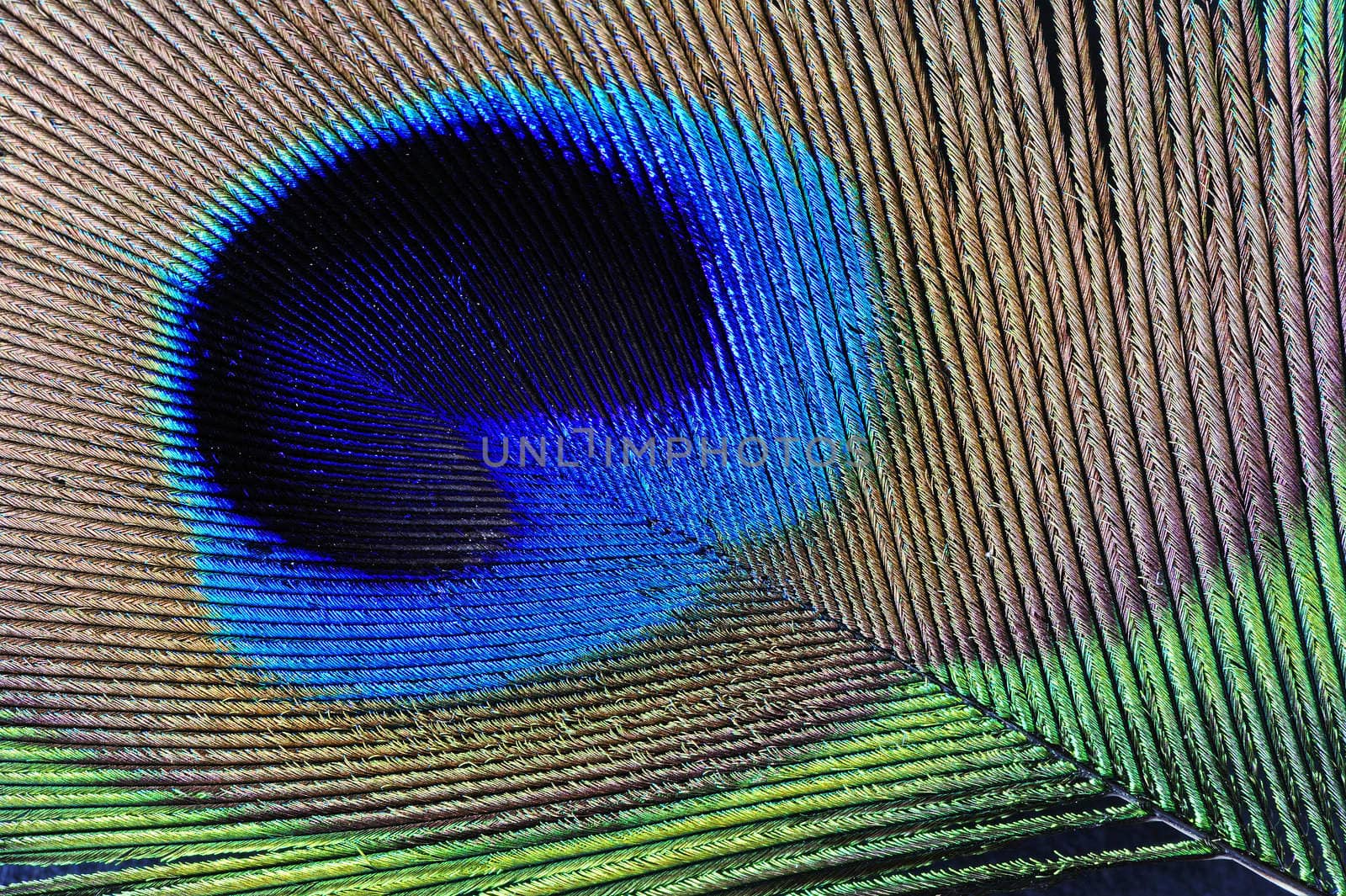 Peacock feather detail by Bateleur