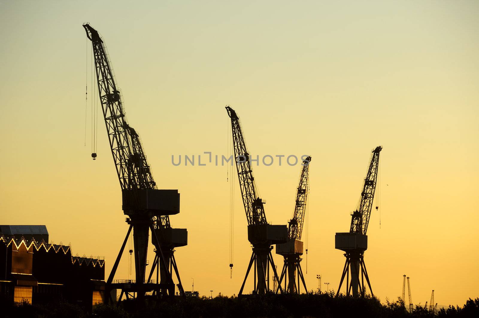 Cranes silhouetted by Bateleur
