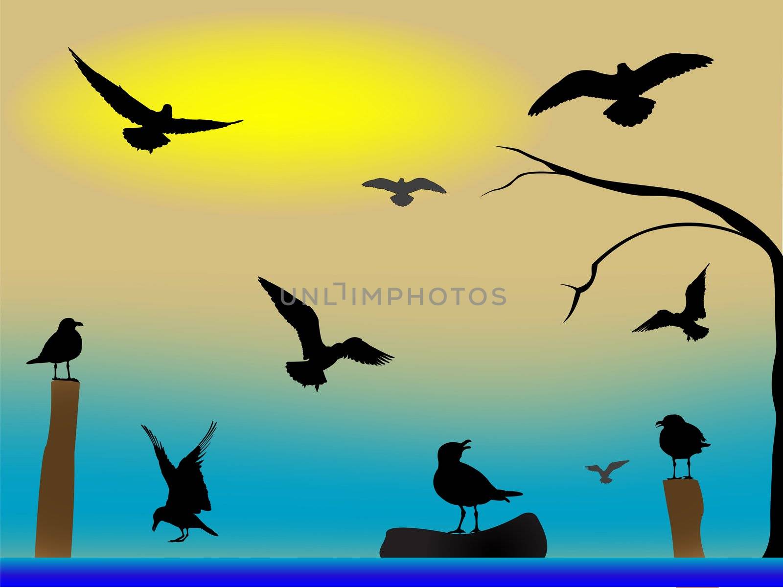 birds paradise by robertosch