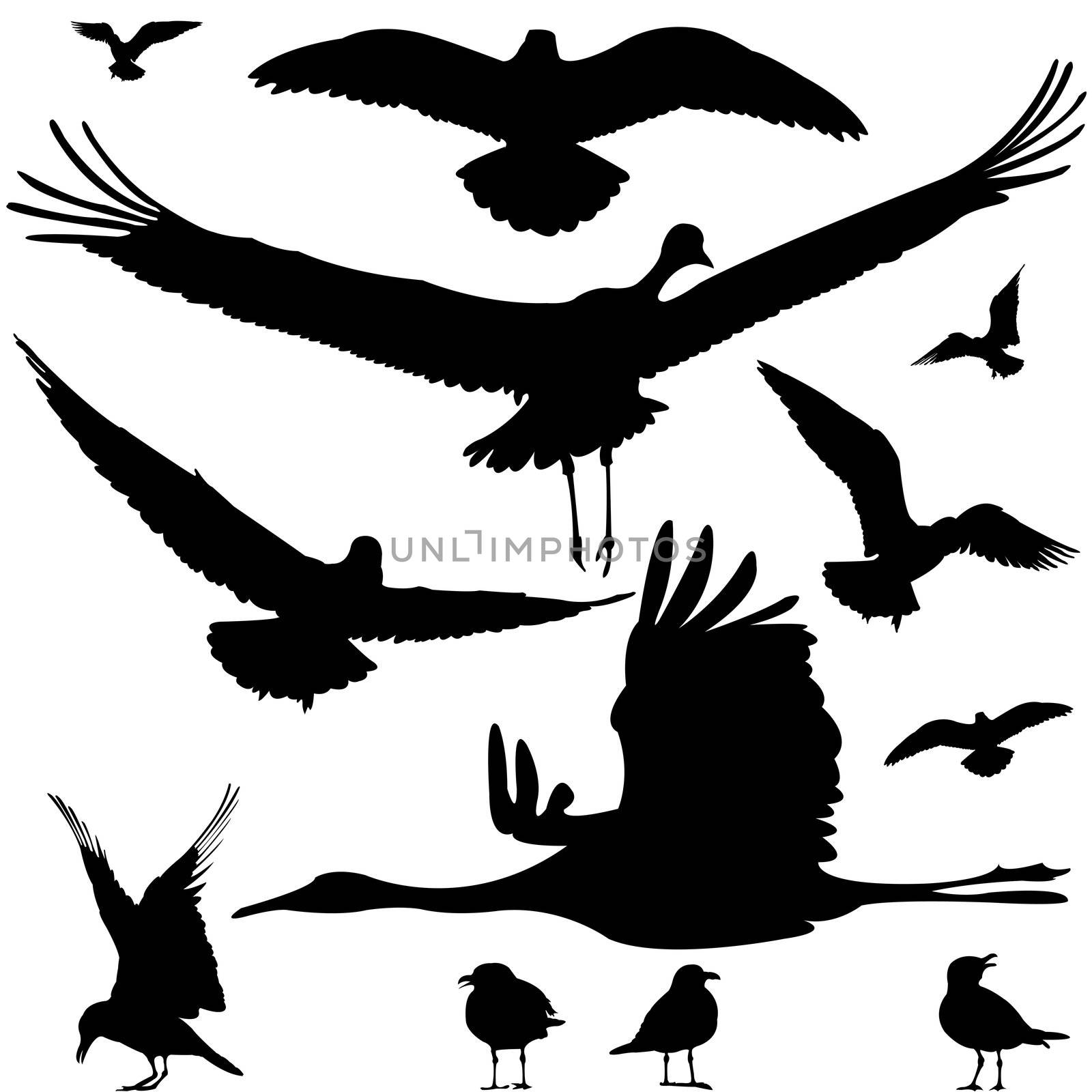 birds silhouettes isolated on white, abstract art illustration