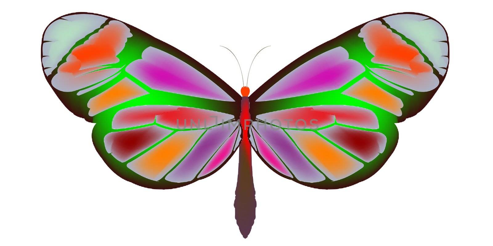 butterfly 3 by robertosch