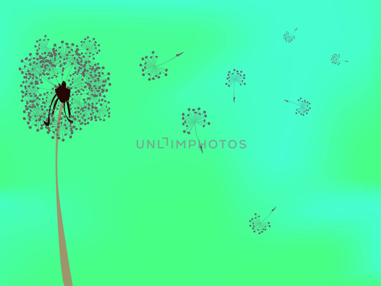 dandelion against green background by robertosch