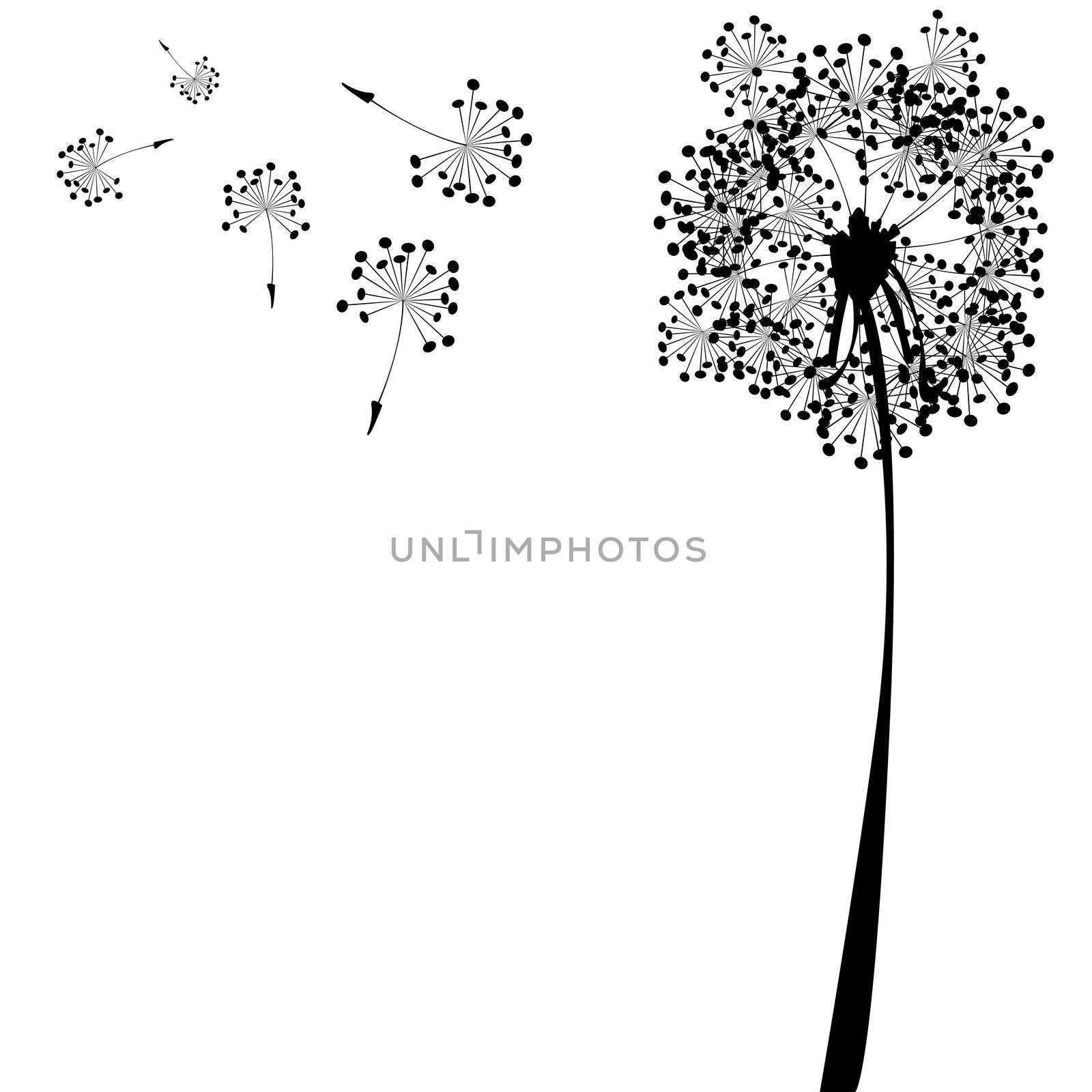 dandelion against white by robertosch
