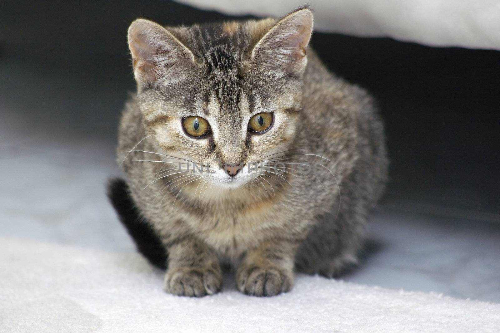 little kitten hiding under the bed