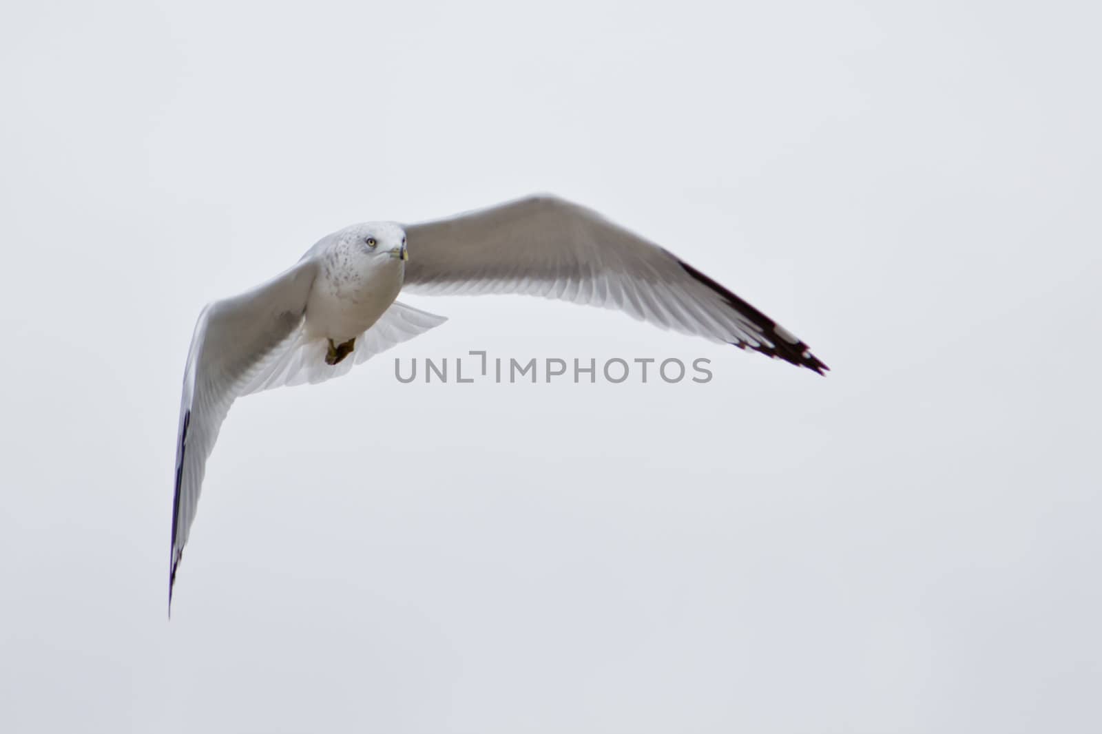 A white seagull flying up in the air on an overcast day with clouds in the background