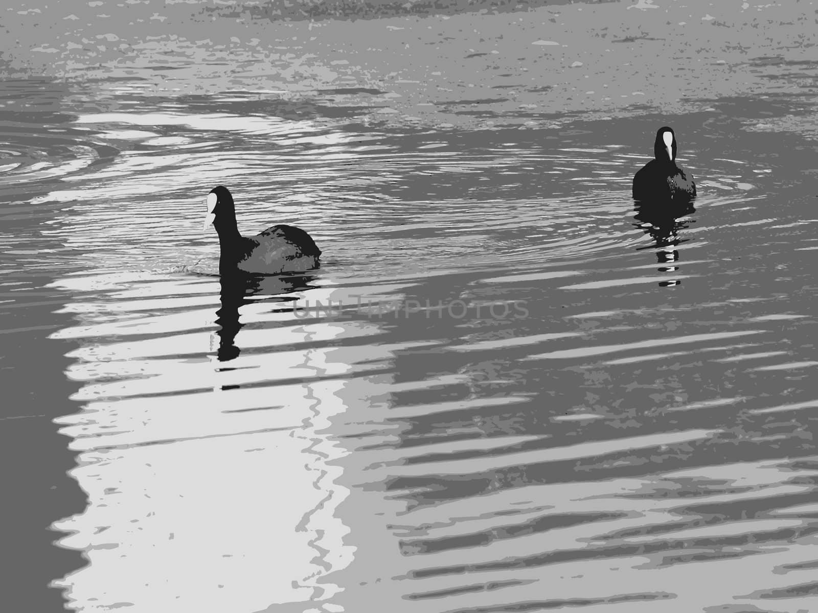 ducks swimming on water, vector grayscale composition; abstract art illustration