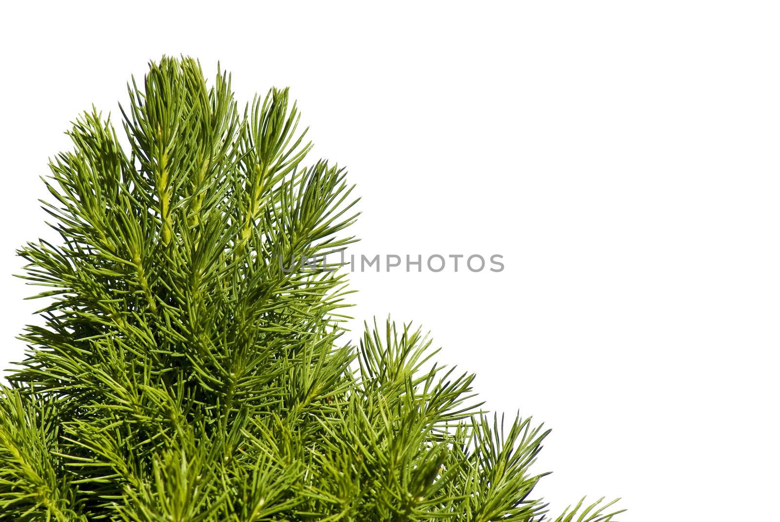 Young spruce tree by caldix