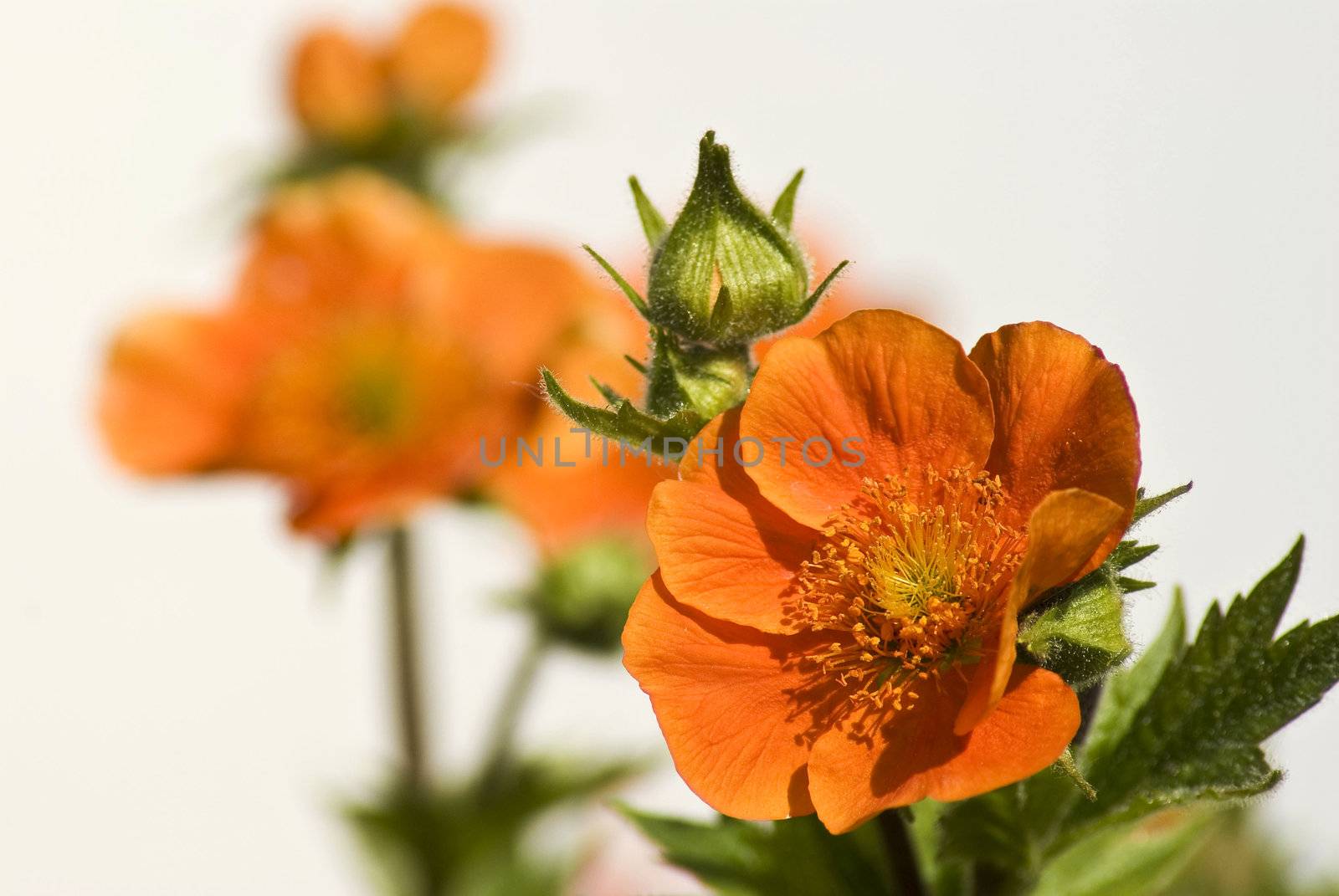 Close-up of beautiful orange nasturtium flower