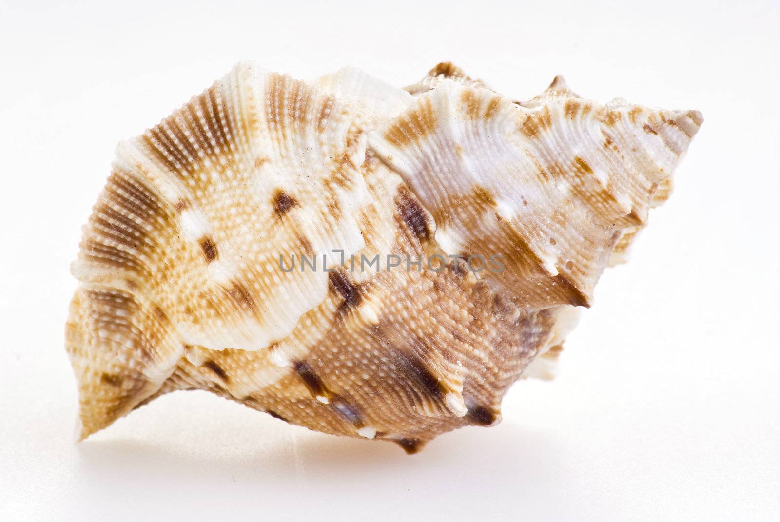 Sea shell by caldix