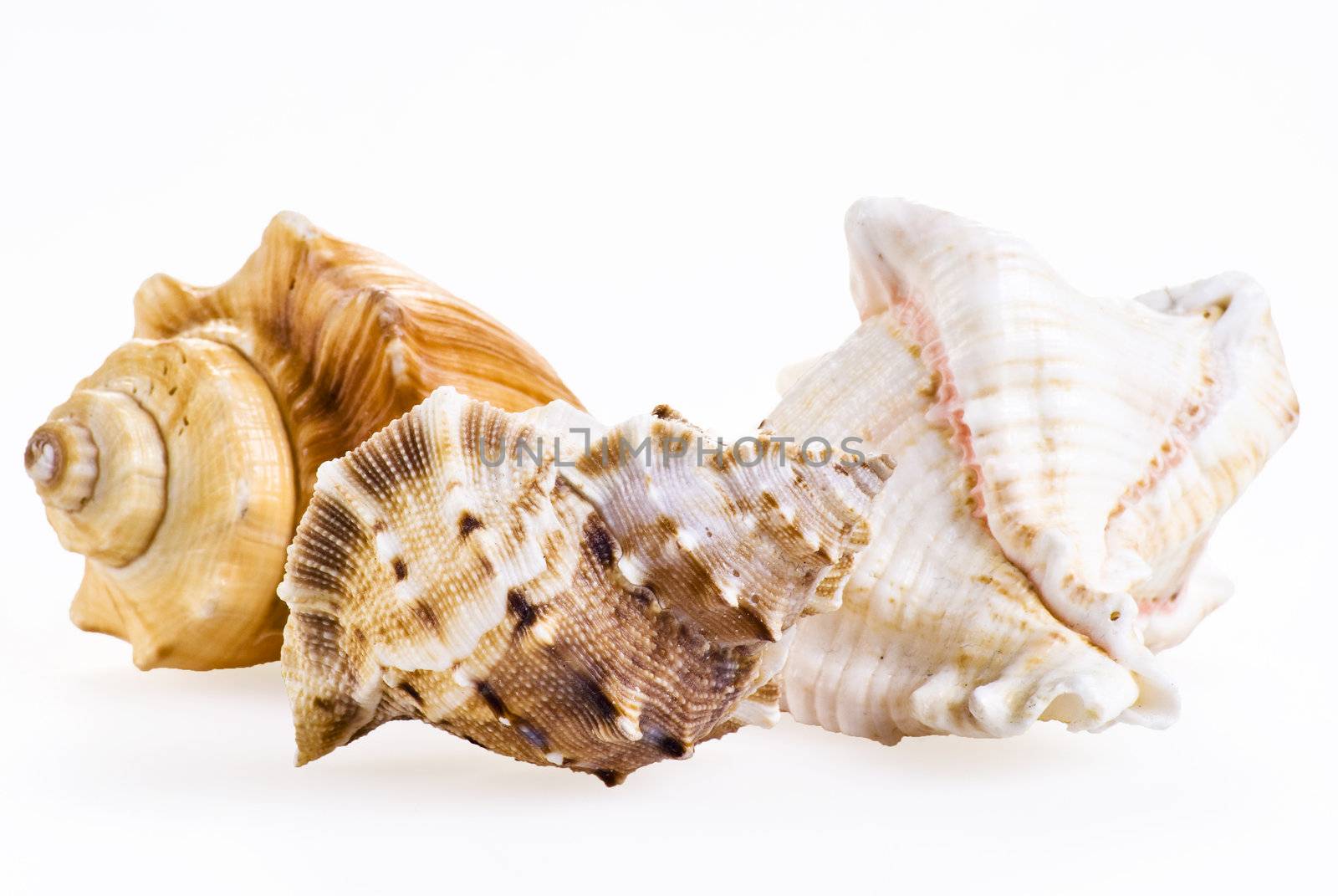 Sea shells over white background - isolated