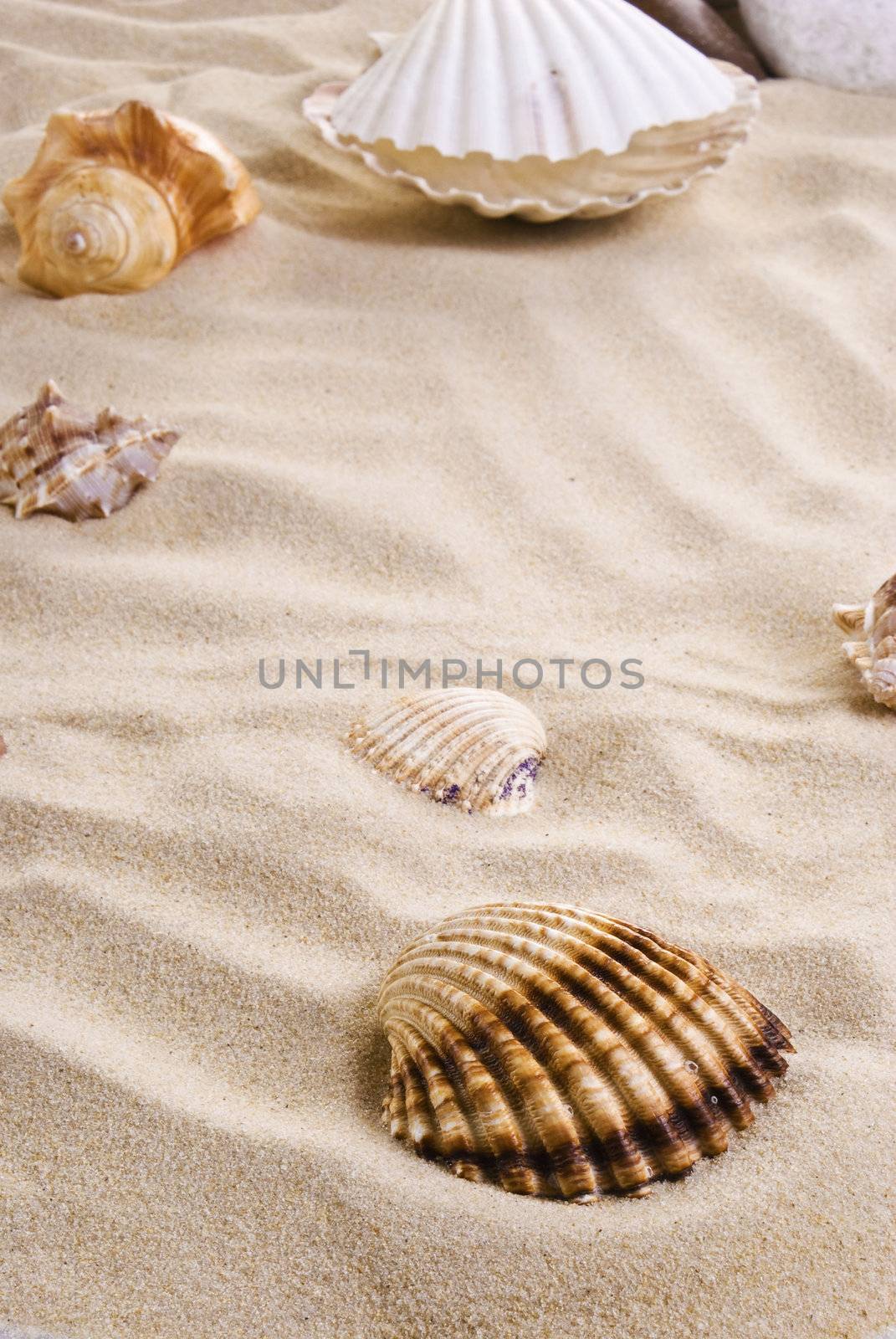 Sea shells on the beach by caldix