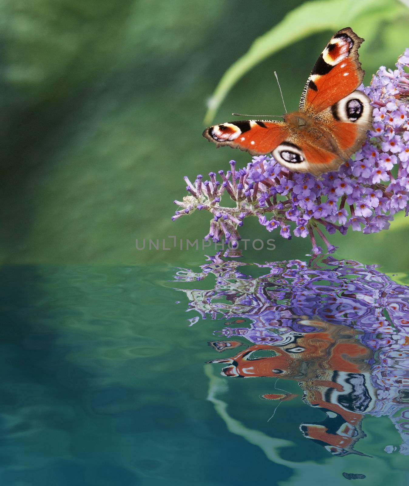 European Peacock butterfly in water reflection