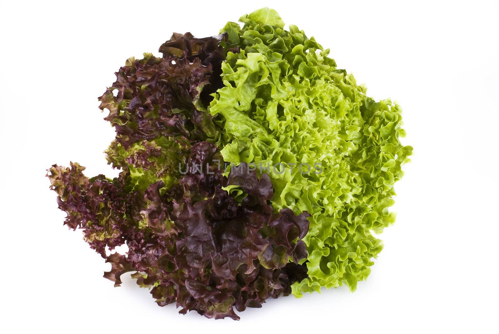 Fresh lettuce by caldix