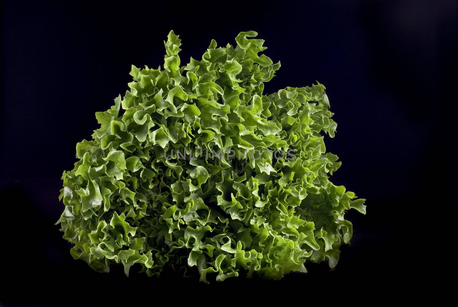 Green lettuce by caldix