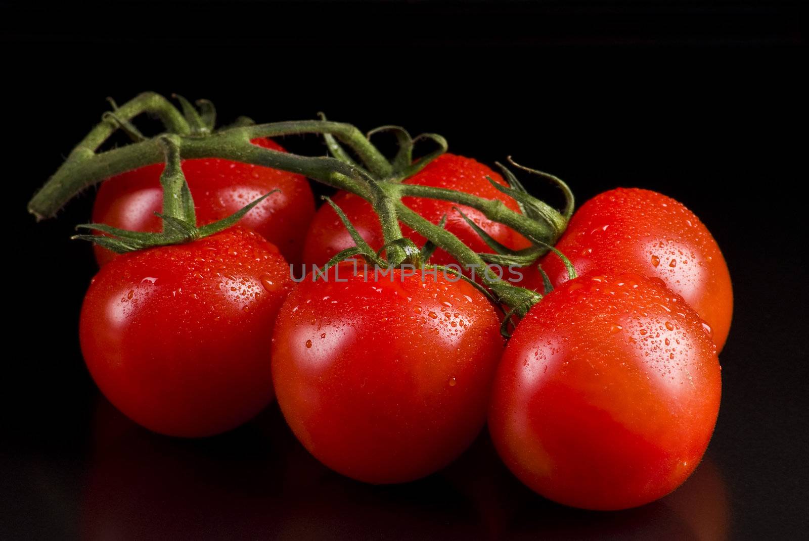 Branch of tomatoes on a black background