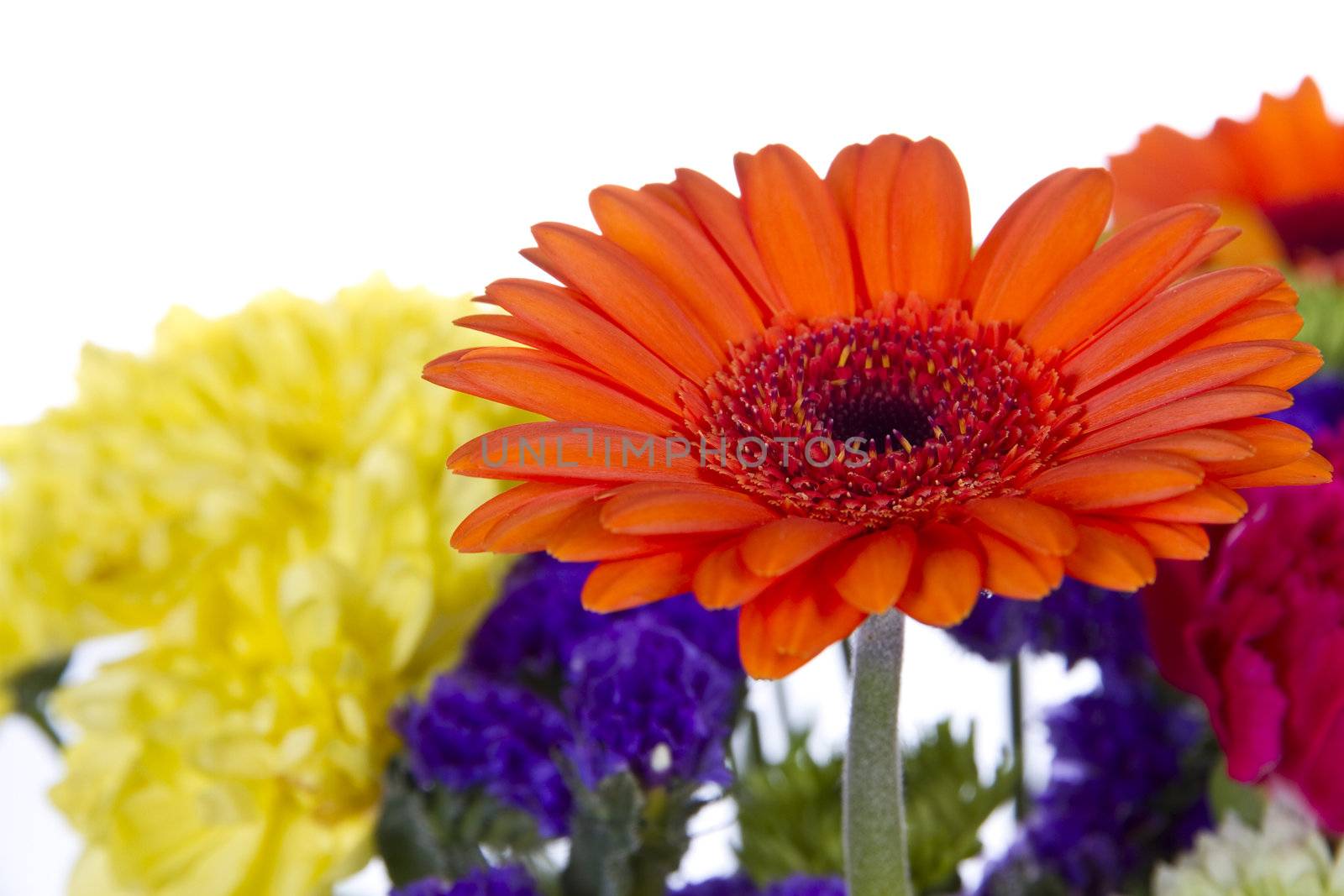 Gerber daiy and other flowers isolated by caldix