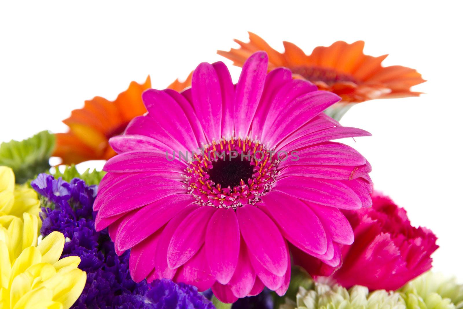 Pink Gerber daisy and other flowers isolated by caldix