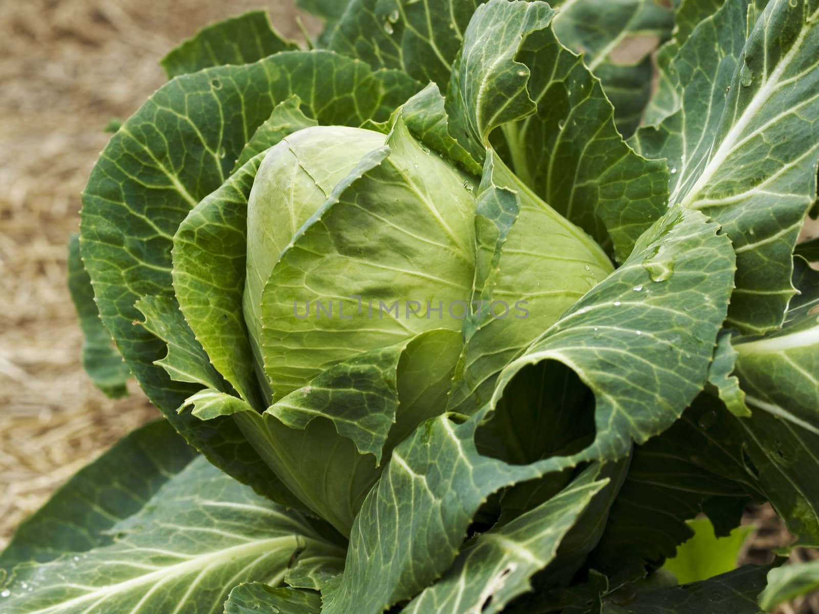 organic gardening homegrown cabbage sugarloaf by sherj