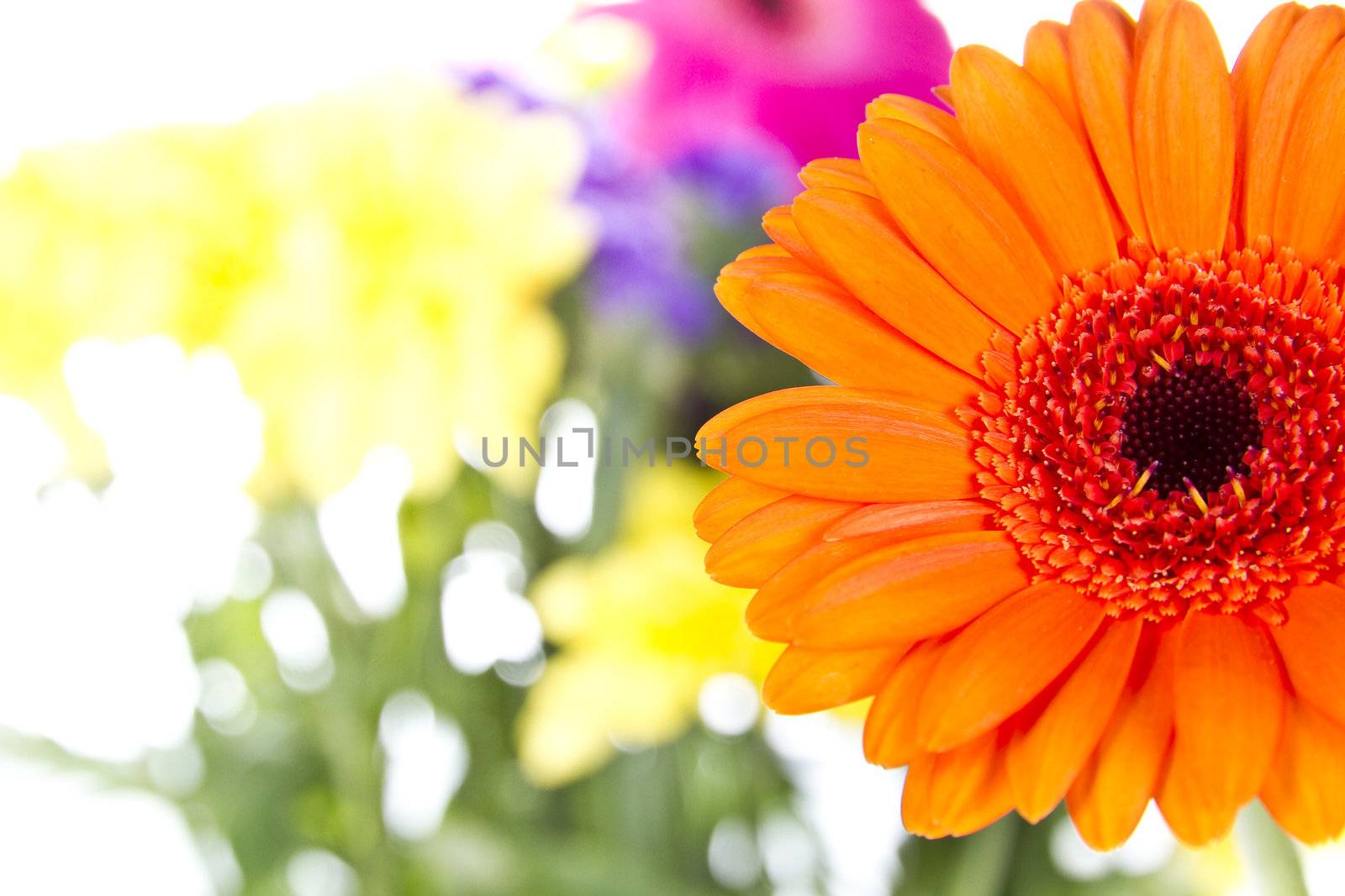 Gerber Daisy with other flowers isolated over white background