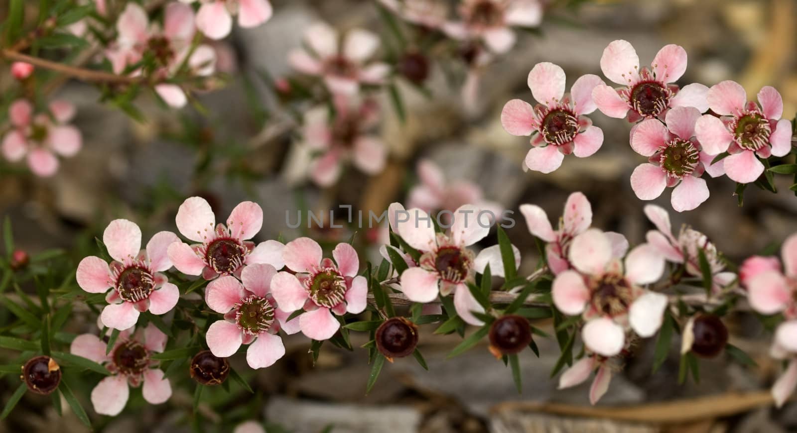 australian native spring flowers - cascading blooms of Leptospernum Pink Cascade