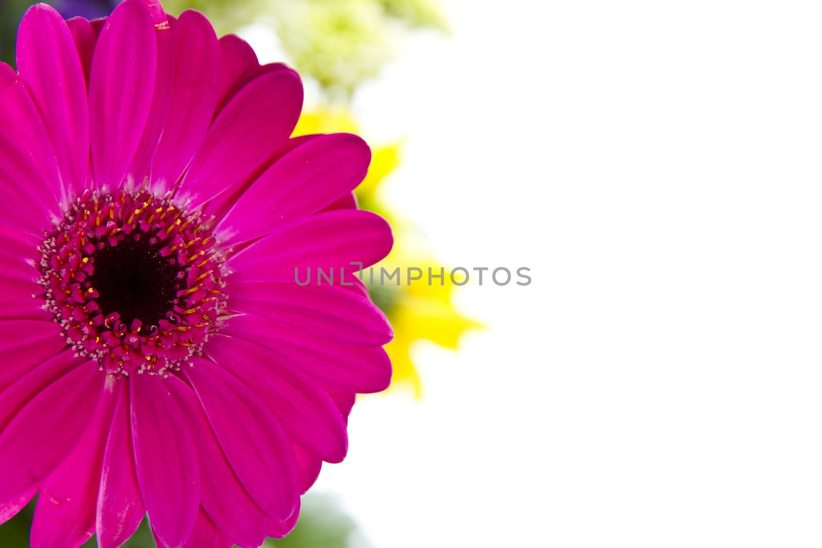 Pink Gerber Daisy with other flowers isolated over white background