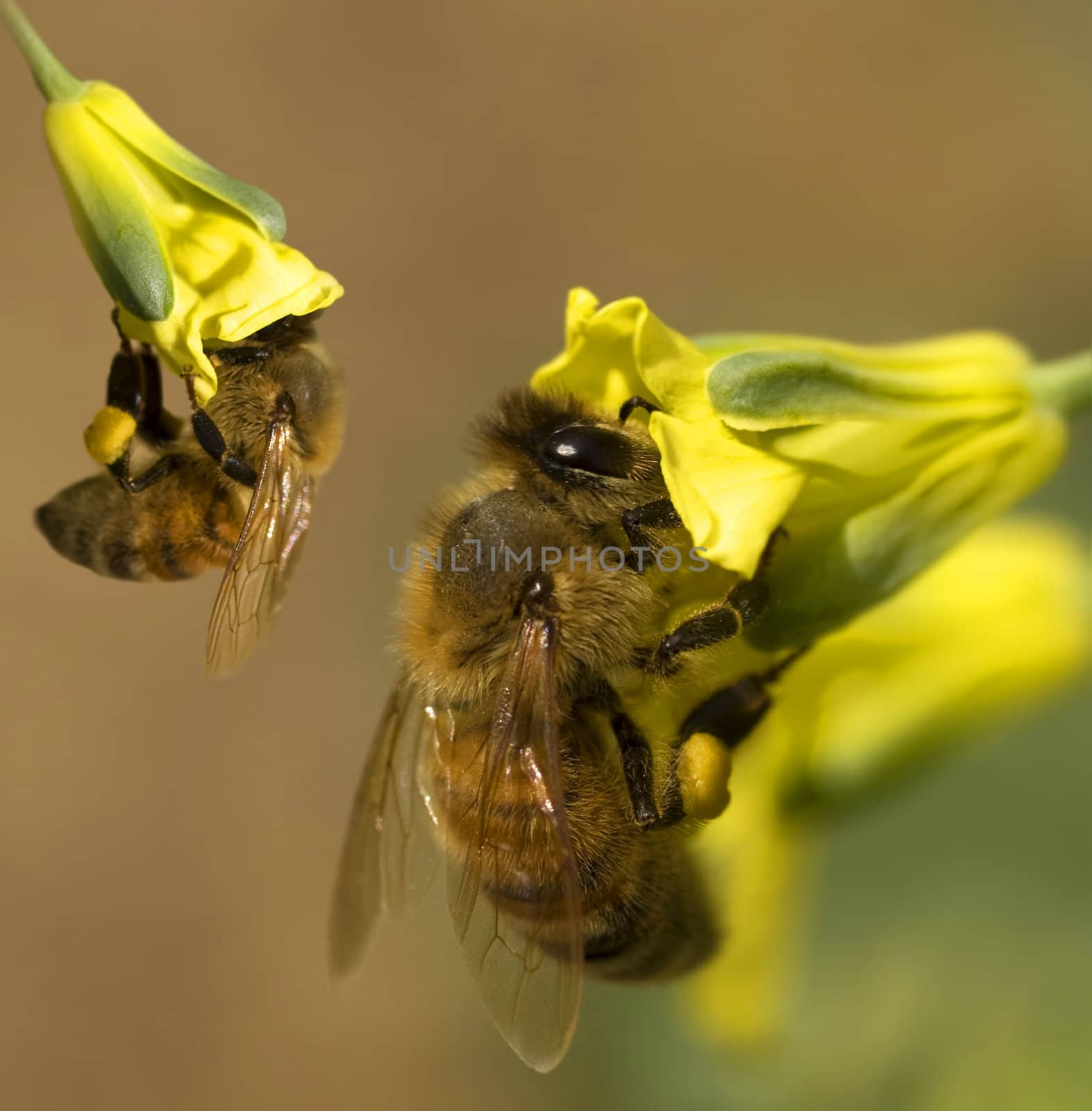 busy spring bees collect pollen from yellow broccoli flowers in  by sherj