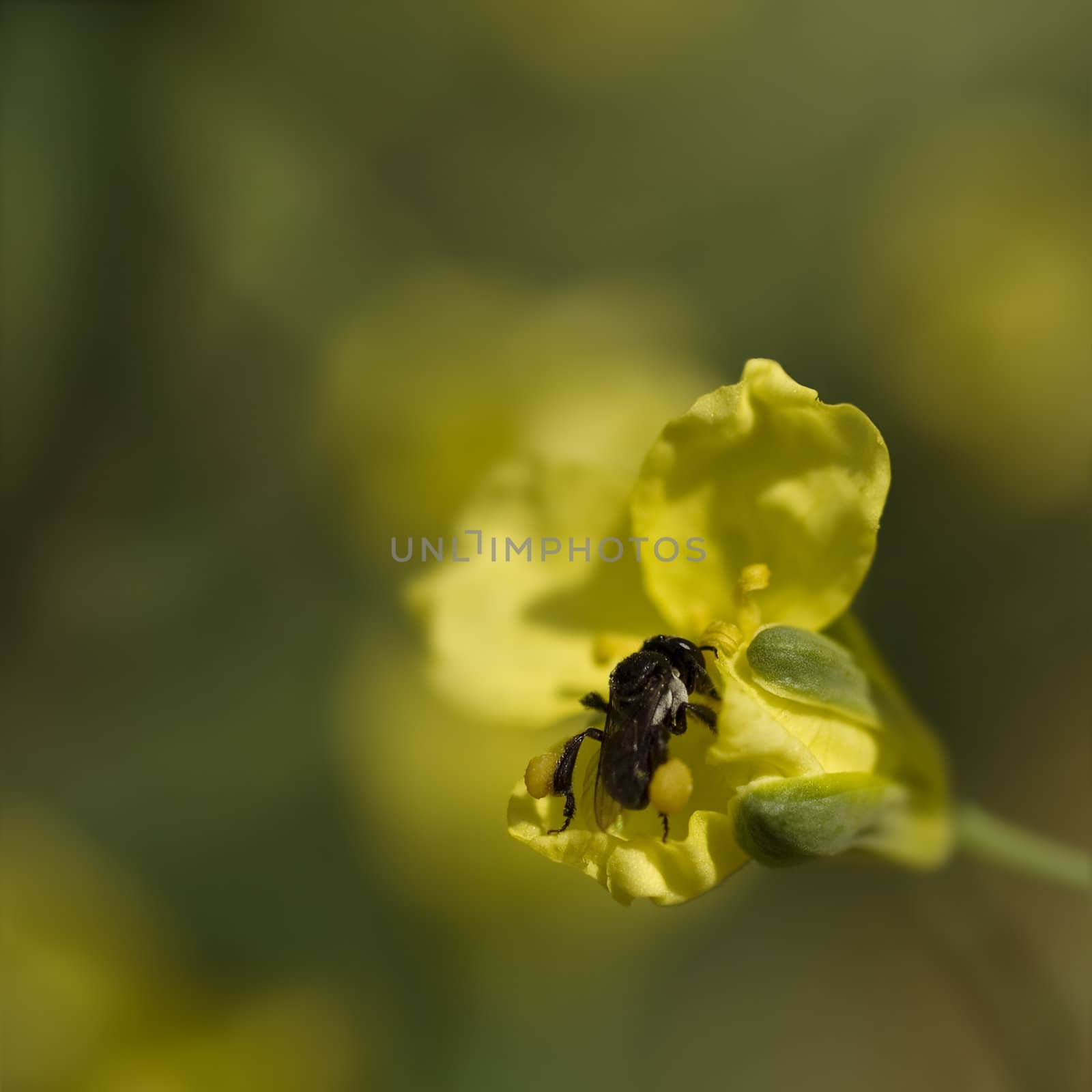 spring very tiny australian native stingless bee collects pollen from brassica flowers