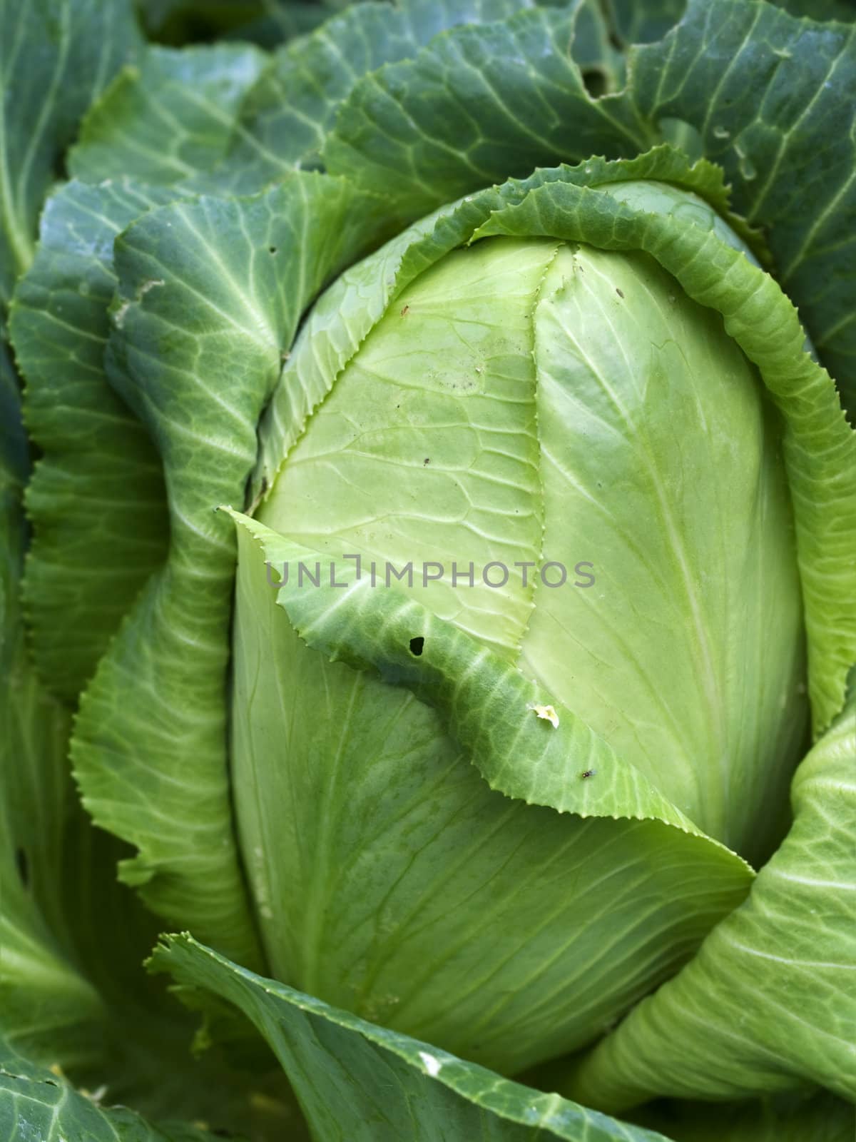 homegrown organic sugerloaf cabbage fresh vegetable by sherj