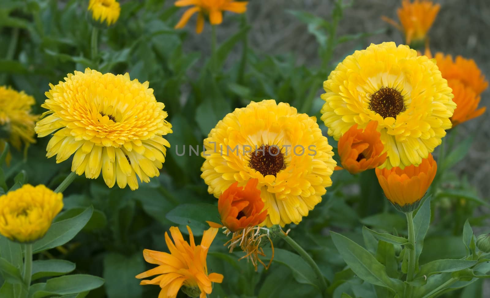 colorful spring flower garden bright golden yellow calendula marigolds and green foliage