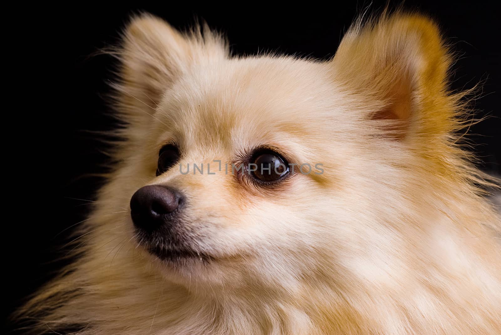 A studio shot of a small furry dog against a black background.