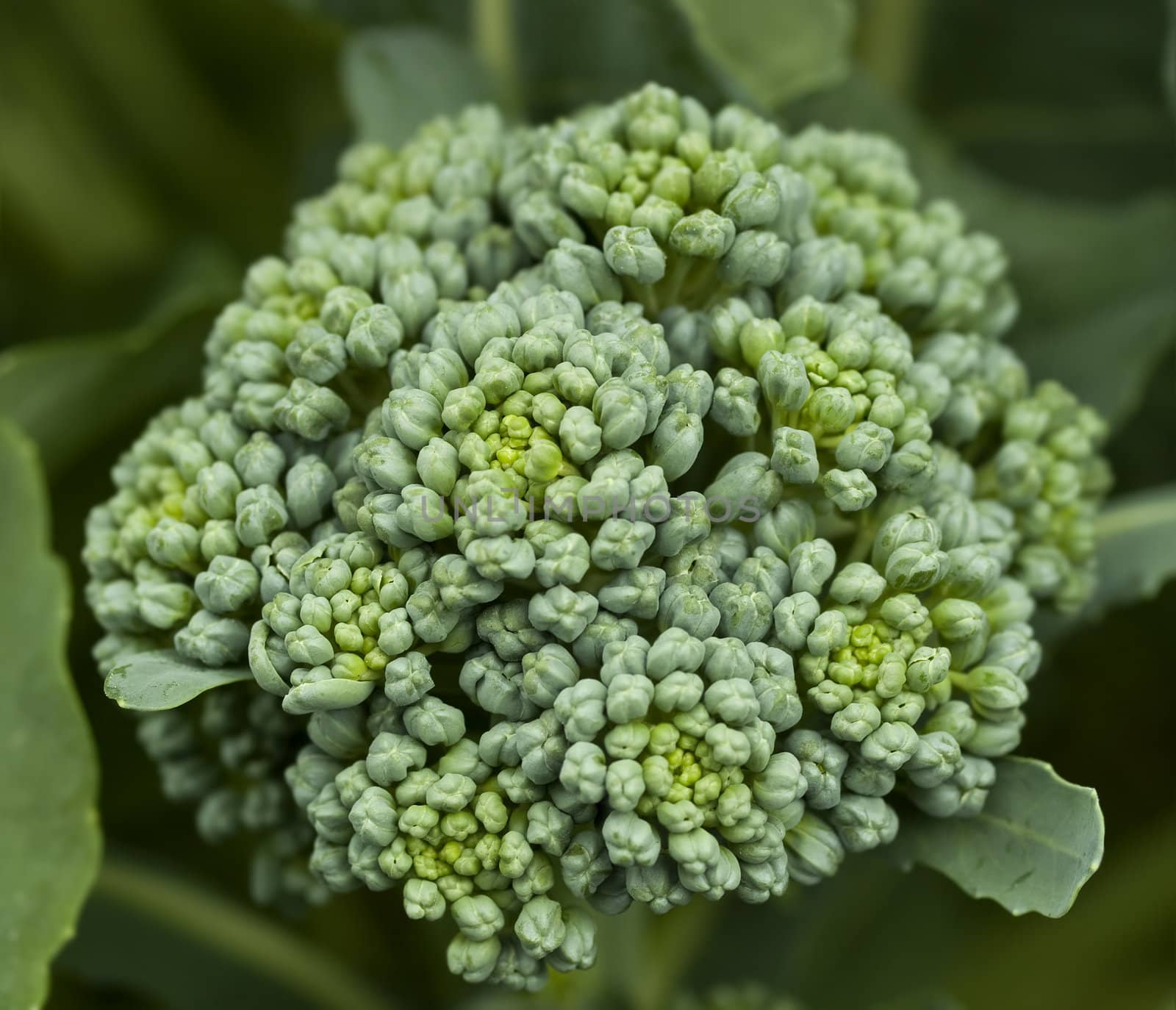 flower head of fresh organic  broccoli homegrown vegetable in garden