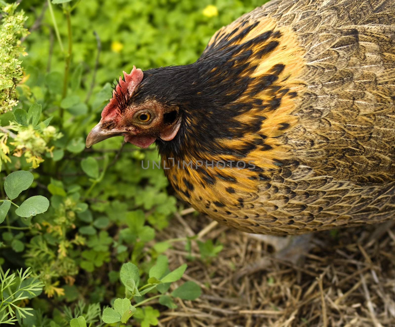 Spring time chicken Bantam Hen free range 