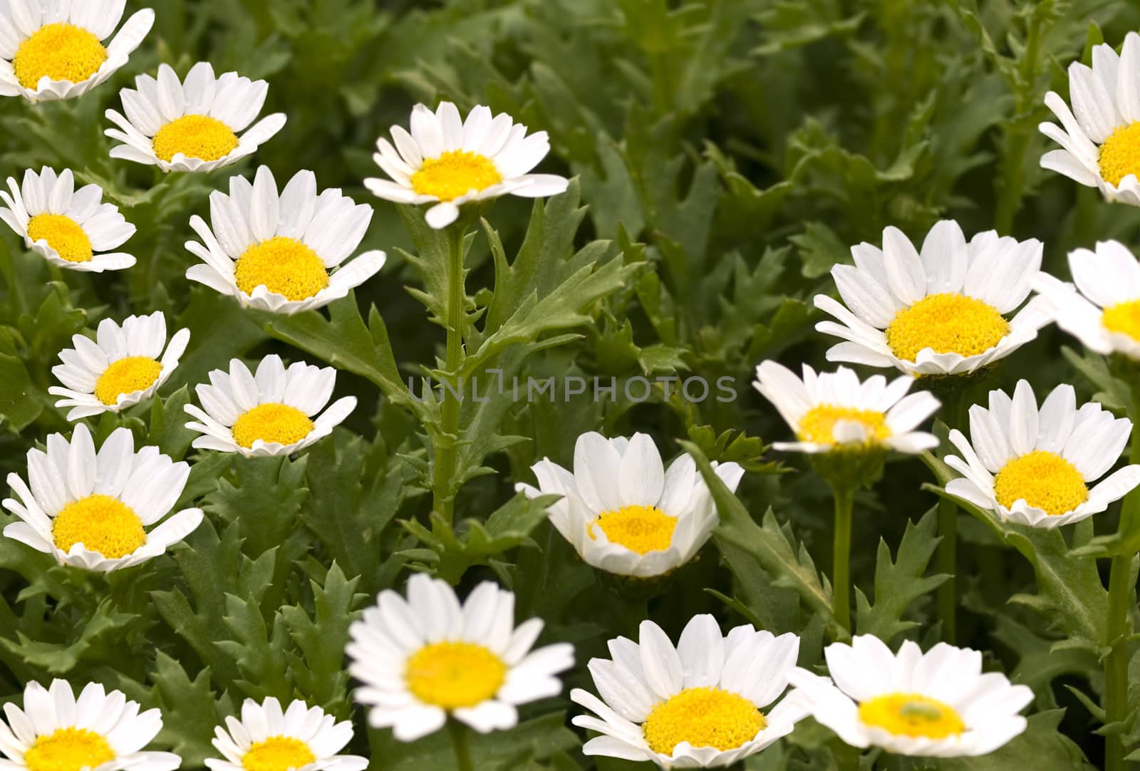 spring flowers daisy background against foliage by sherj
