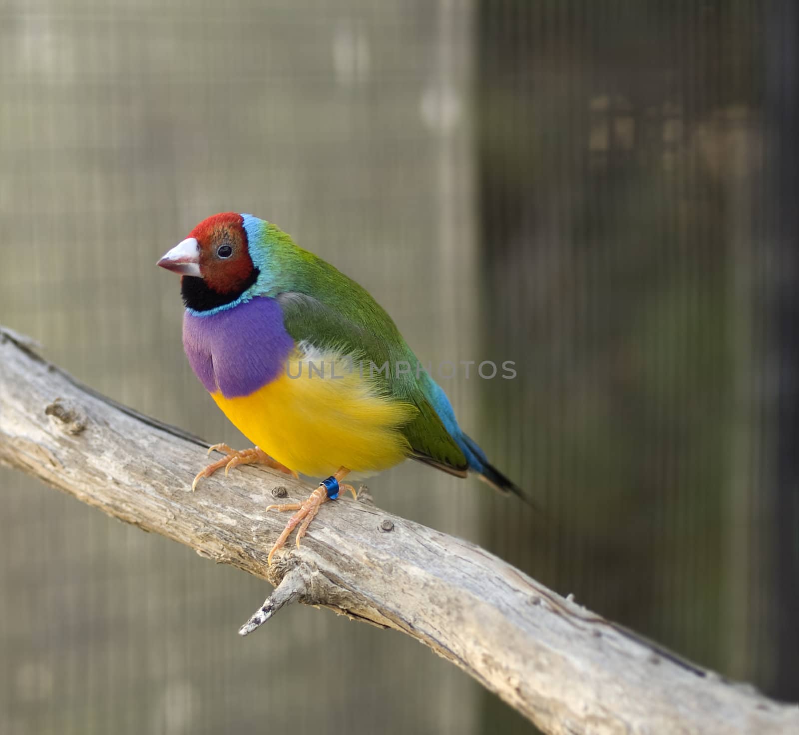 Australian finch Gouldian red headed male bird showing his bright colours red, green, purple, yellow