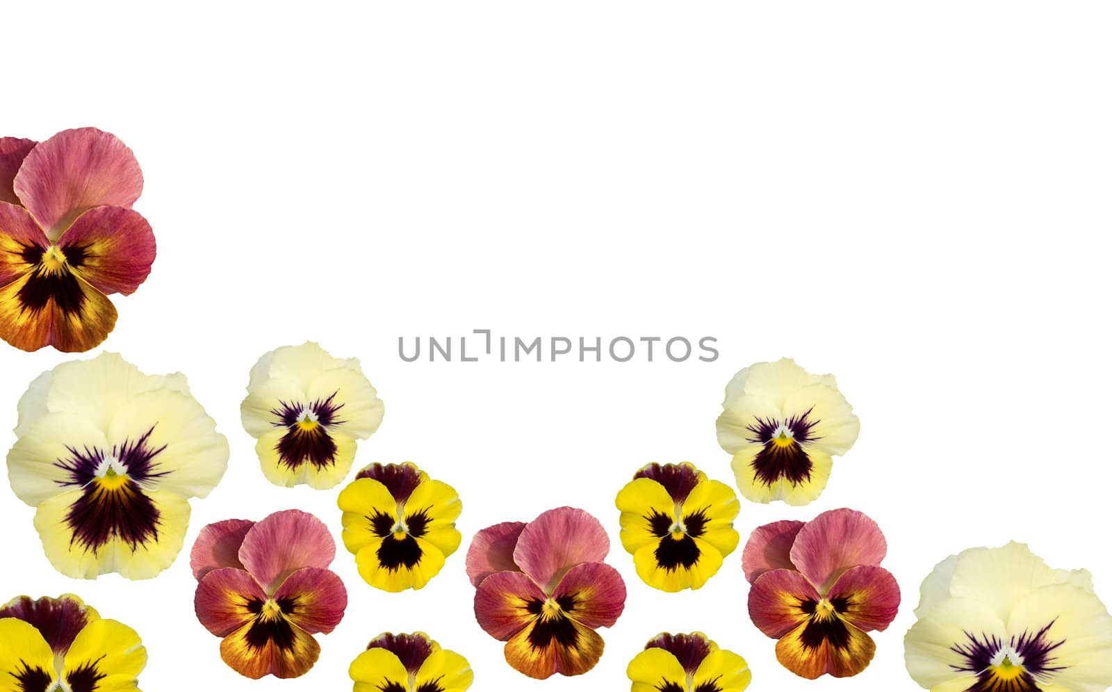 spring pansy flower border isolated on white copy space background