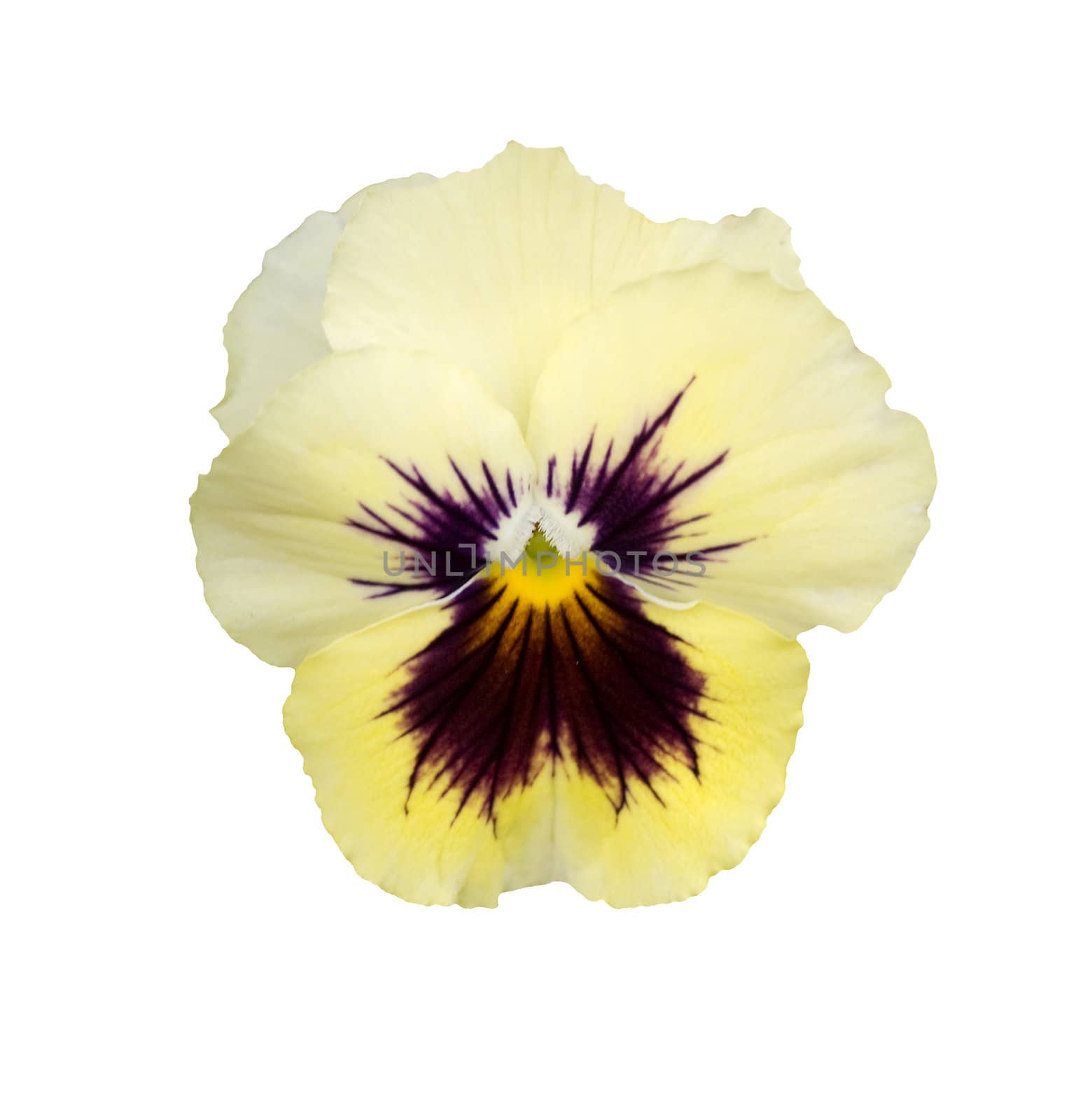 single spring yellow cream velvet pansy flower blossom isolated on white background