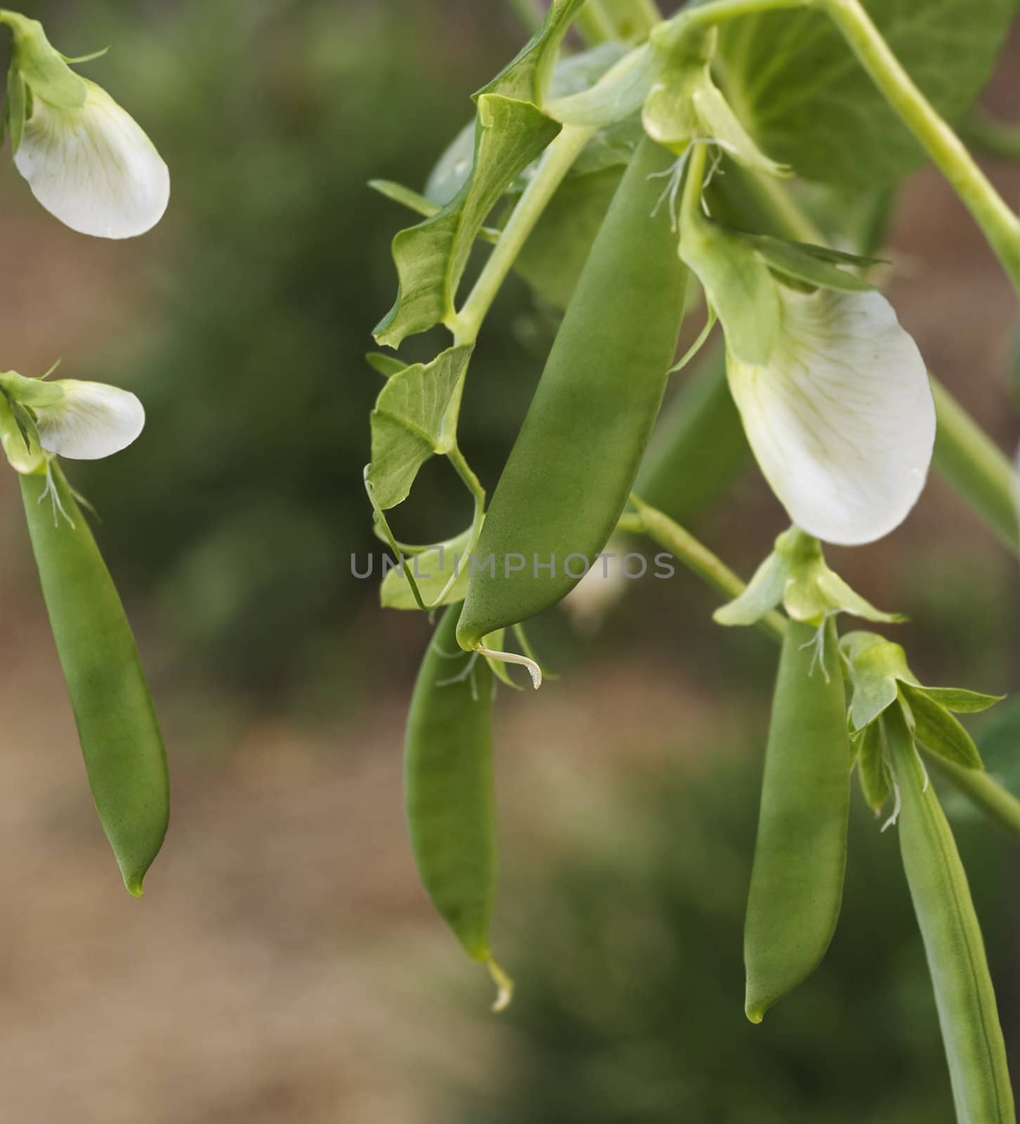 spring fresh garden pea pods - organic vegetables by sherj