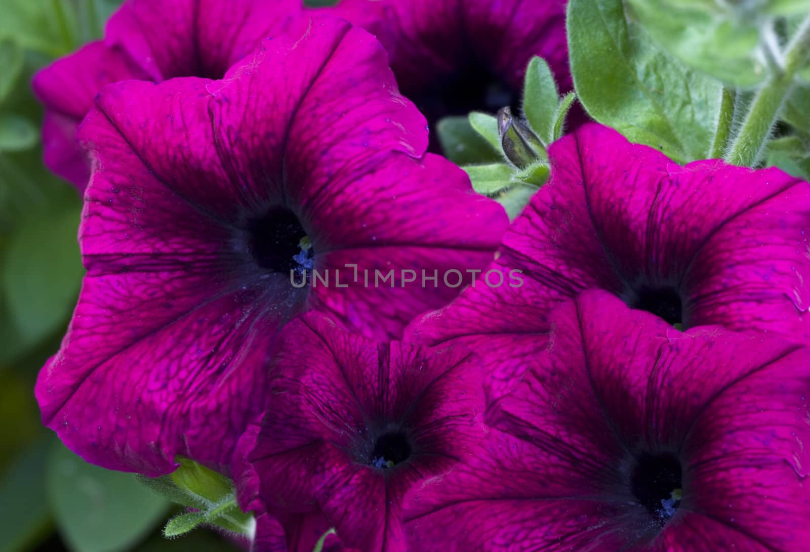 purple velvet petunia garden by sherj