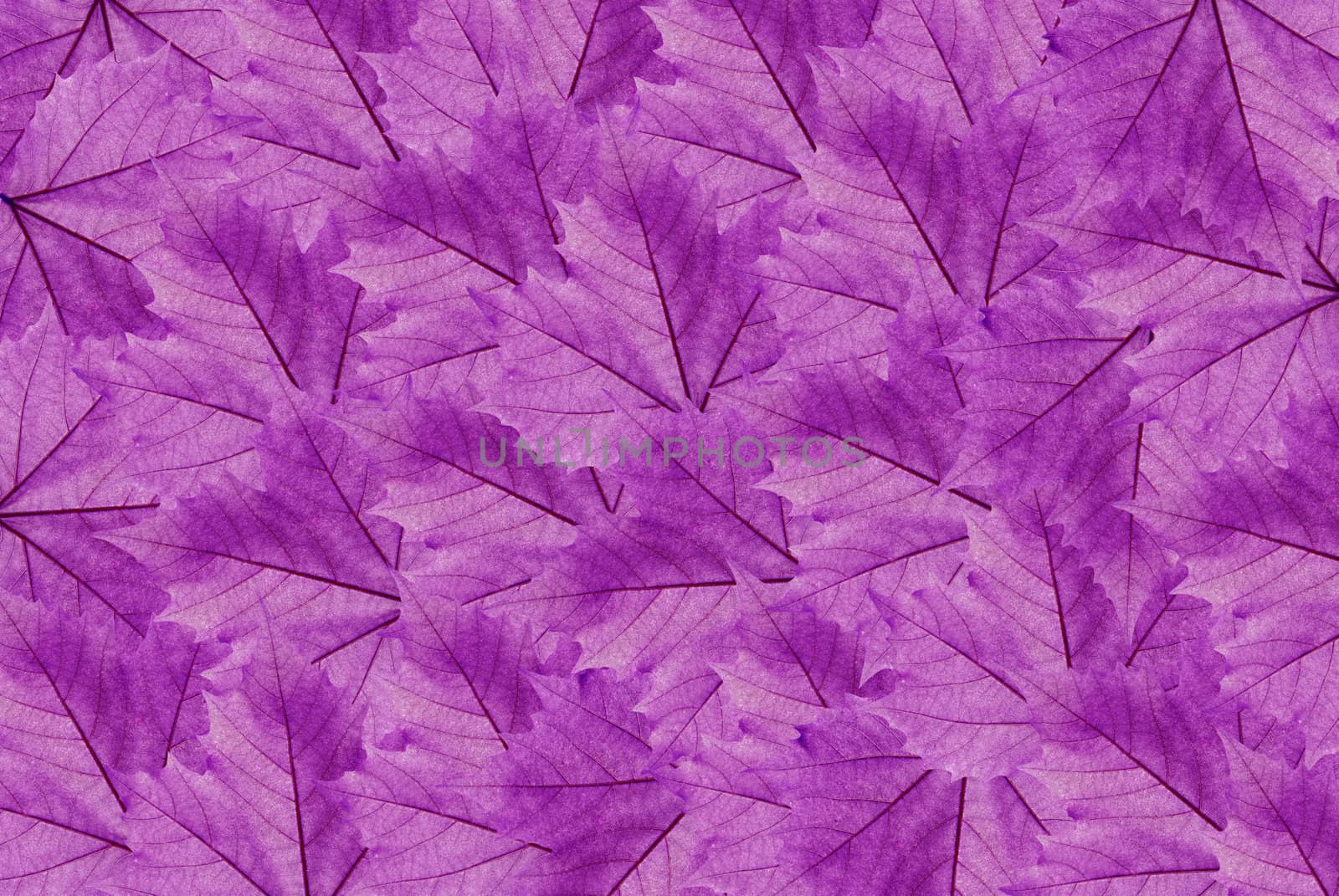 The leaves make a background