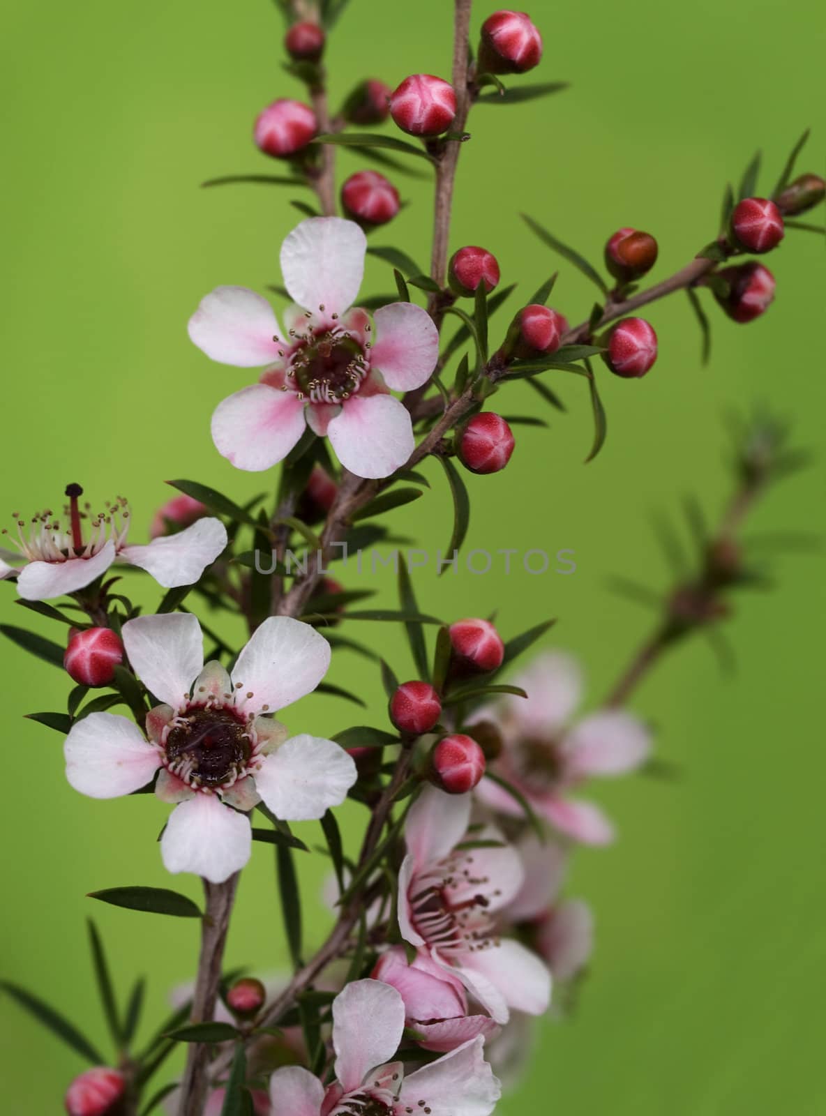 australian native spring flowers Leptospernum Pink Cascade with buds against green