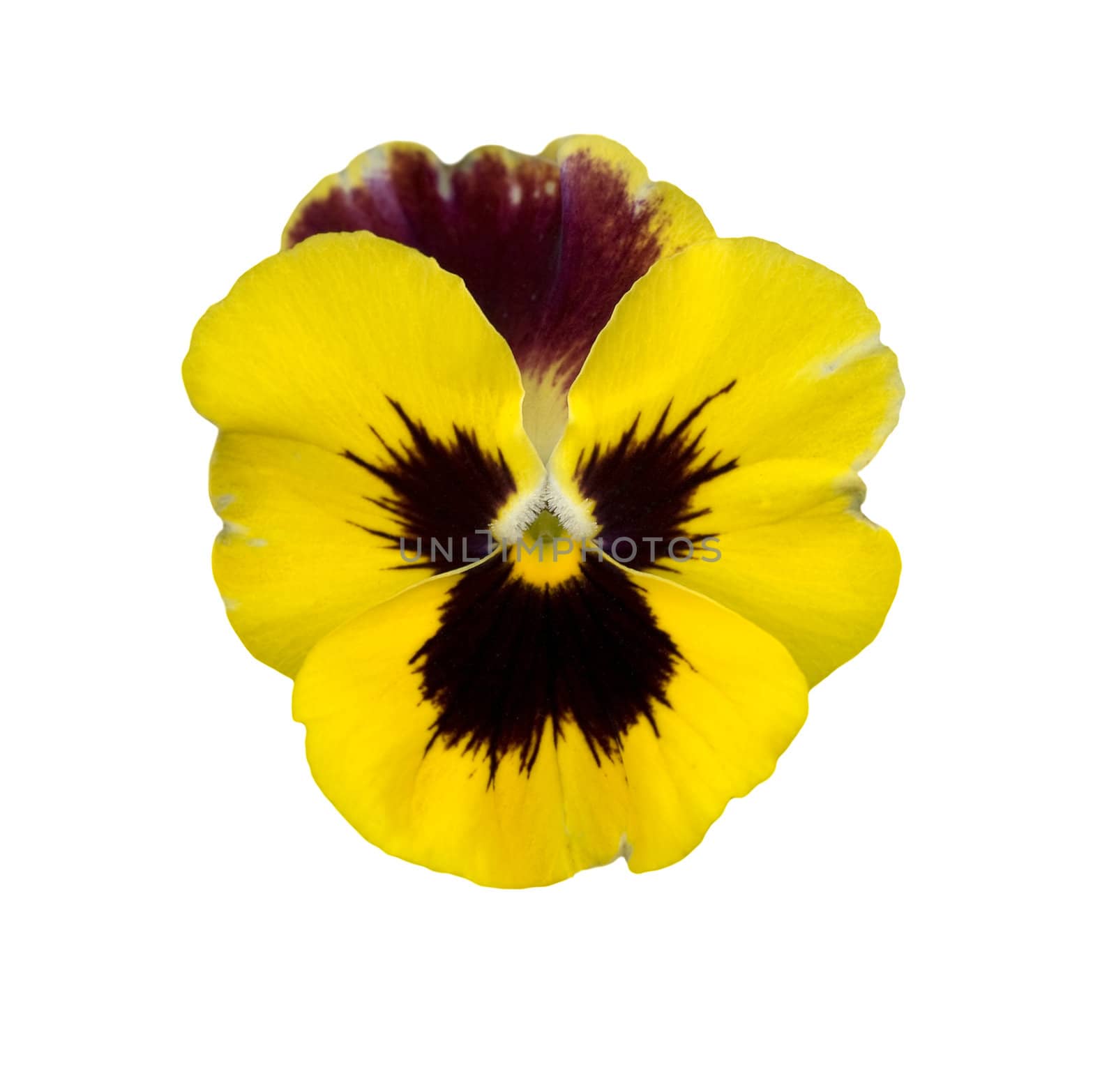 isolated yellow spring pansy violet flower for card background with white  copy space