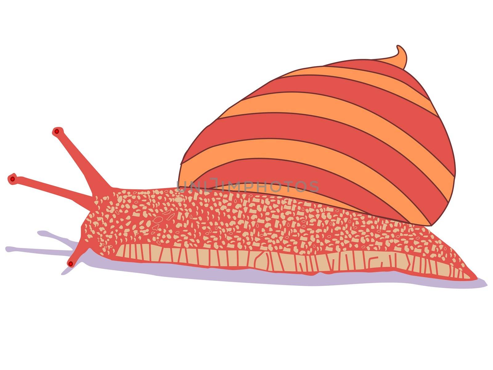 snail cartoon isolated on white background, abstract vector art illustration