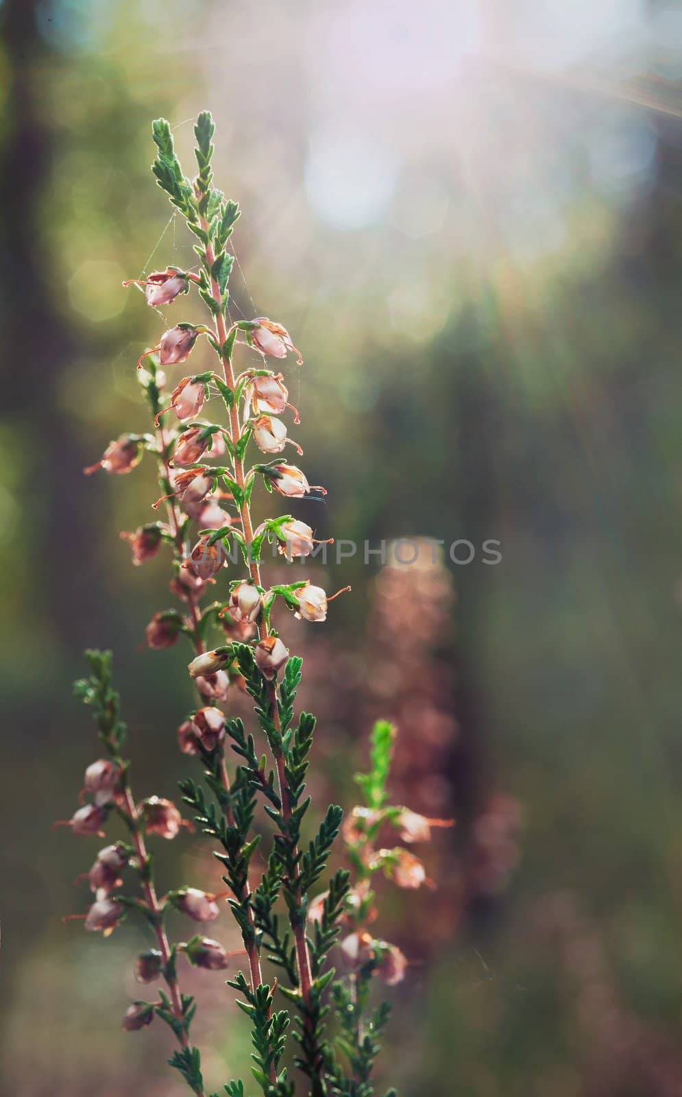 Calluna vulgaris (known as Common Heather, ling, or simply heather)