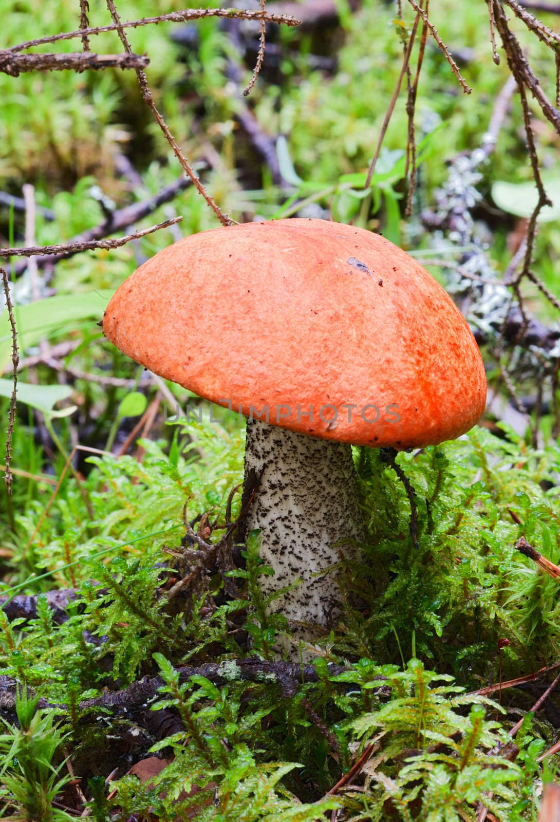 Edible mushroom (Leccinum Aurantiacum) with orange caps  