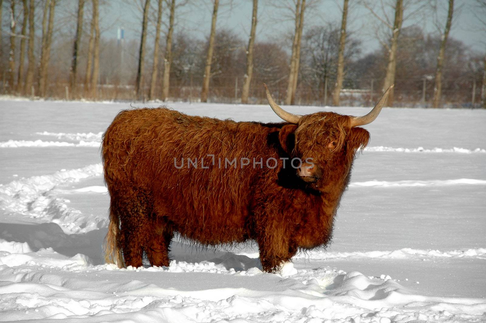 Cow is standing in the cold snow
